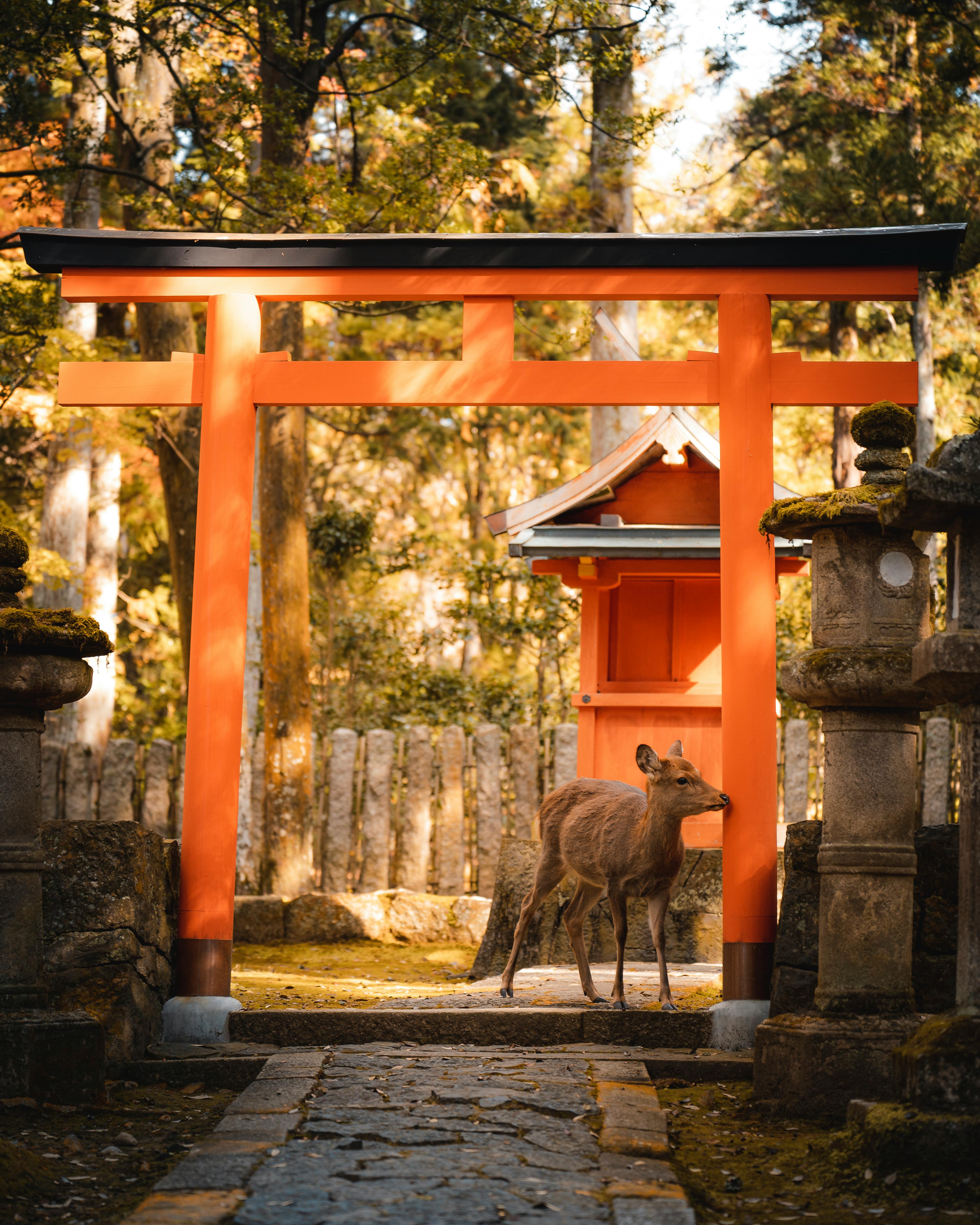 D13_Nara